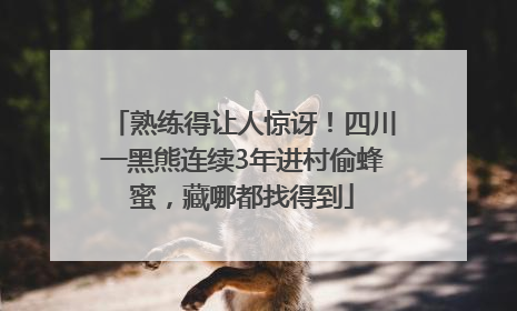 熟练得让人惊讶！四川一黑熊连续3年进村偷蜂蜜，藏哪都找得到