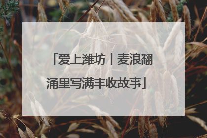 爱上潍坊丨麦浪翻涌里写满丰收故事