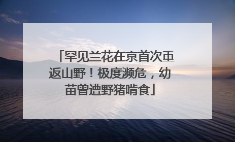 罕见兰花在京首次重返山野！极度濒危，幼苗曾遭野猪啃食