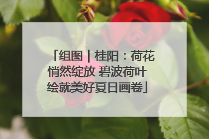 组图｜桂阳：荷花悄然绽放 碧波荷叶绘就美好夏日画卷