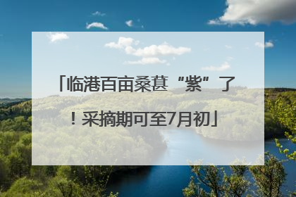 临港百亩桑葚“紫”了！采摘期可至7月初
