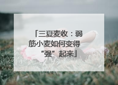 三夏麦收：弱筋小麦如何变得“强”起来