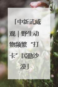 中新武威观｜野生动物频繁“打卡”民勤沙漠