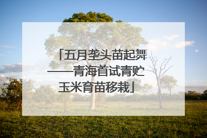 五月垄头苗起舞——青海首试青贮玉米育苗移栽