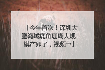 今年首次！深圳大鹏海域鹿角珊瑚大规模产卵了，视频→