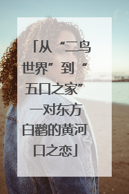 从“二鸟世界”到“五口之家” 一对东方白鹳的黄河口之恋