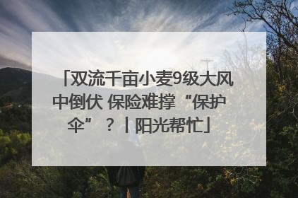 双流千亩小麦9级大风中倒伏 保险难撑“保护伞”？丨阳光帮忙