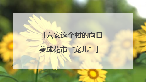 六安这个村的向日葵成花市“宠儿”