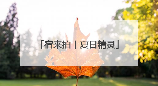 宿来拍丨夏日精灵