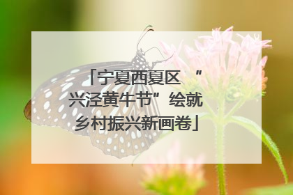 宁夏西夏区 “兴泾黄牛节”绘就乡村振兴新画卷