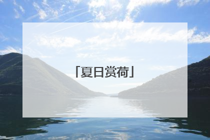 夏日赏荷