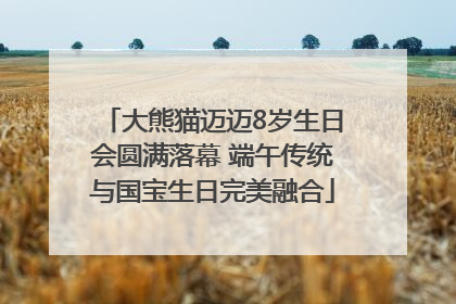 大熊猫迈迈8岁生日会圆满落幕 端午传统与国宝生日完美融合