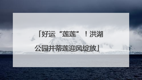 好运“莲莲”！洪湖公园并蒂莲迎风绽放