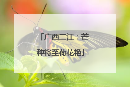 广西三江：芒种将至荷花艳