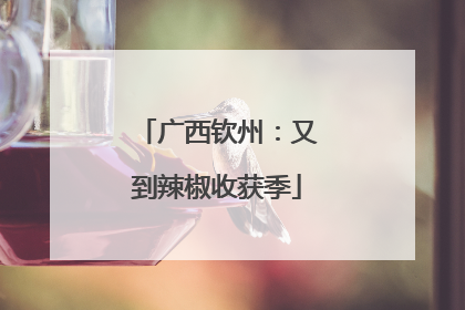 广西钦州：又到辣椒收获季