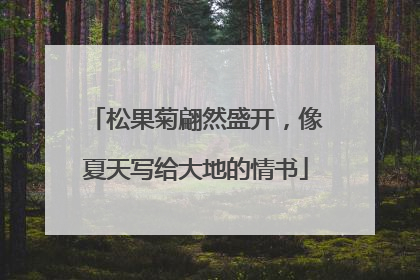 松果菊翩然盛开，像夏天写给大地的情书