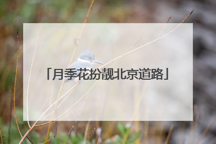 月季花扮靓北京道路