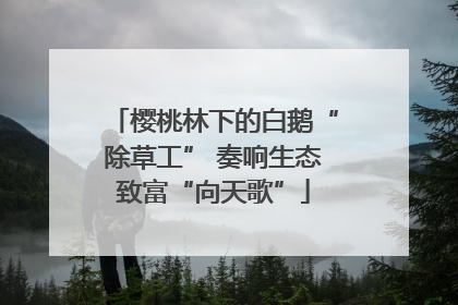樱桃林下的白鹅“除草工” 奏响生态致富“向天歌”