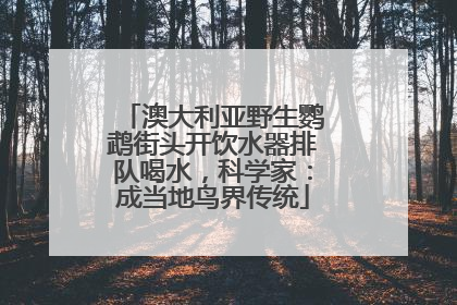 澳大利亚野生鹦鹉街头开饮水器排队喝水，科学家：成当地鸟界传统