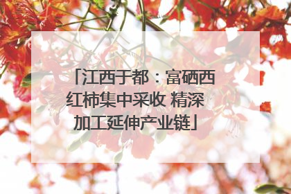 江西于都：富硒西红柿集中采收 精深加工延伸产业链