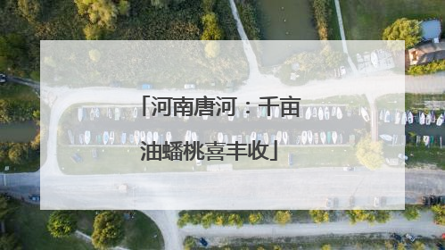 河南唐河：千亩油蟠桃喜丰收