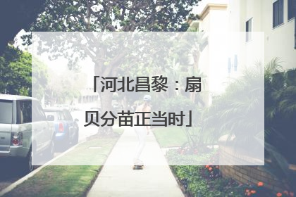河北昌黎：扇贝分苗正当时