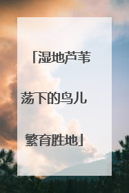 湿地芦苇荡下的鸟儿繁育胜地