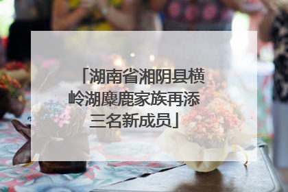 湖南省湘阴县横岭湖麋鹿家族再添三名新成员