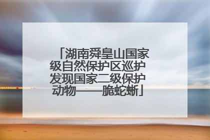湖南舜皇山国家级自然保护区巡护发现国家二级保护动物——脆蛇蜥
