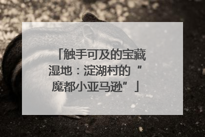 触手可及的宝藏湿地：淀湖村的“魔都小亚马逊”