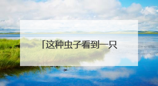 这种虫子看到一只，家里很可能已有一万只（不是蟑螂）