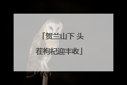 贺兰山下 头茬枸杞迎丰收