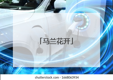 马兰花开