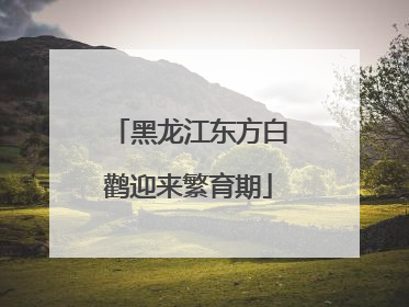 黑龙江东方白鹳迎来繁育期