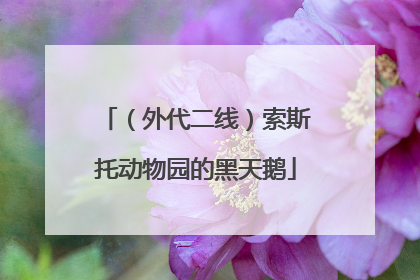 (外代二线)索斯托动物园的黑天鹅
