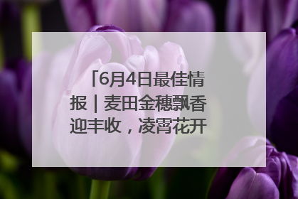 6月4日最佳情报｜麦田金穗飘香迎丰收，凌霄花开娇艳多姿！恭喜